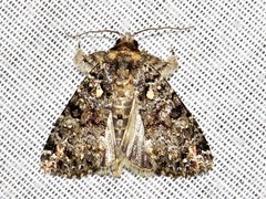 Callopistria latreillei