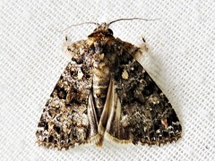 Callopistria latreillei