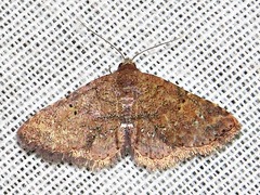 Cerynea thermesialis