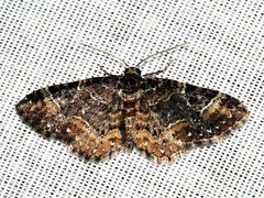 Melanthia ustiplaga