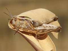 Austroicetes