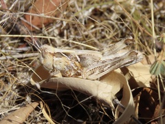 Austroicetes