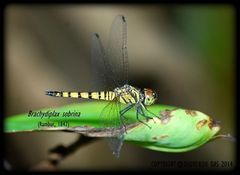 Brachydiplax sobrina