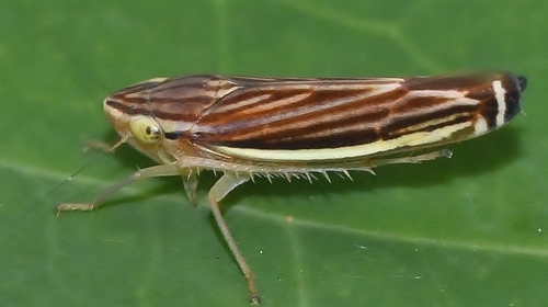 Yellow-striped Leafhopper