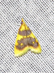 Sameodesma xanthocraspia