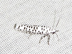 Yponomeuta strigillatus