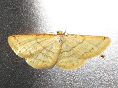 Heterostegane rectistriga