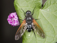 Satyramoeba hetrusca