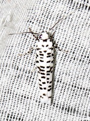 Yponomeuta strigillatus