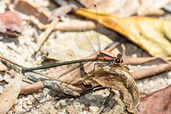 Austroargiolestes aureus