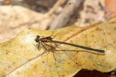 Austroargiolestes aureus