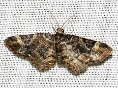 Melanthia ustiplaga