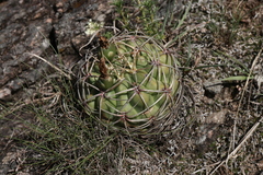 Gymnocalycium monvillei