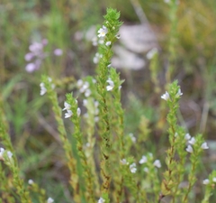 Euphrasia tatarica