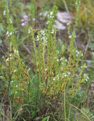Euphrasia tatarica