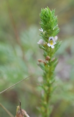 Euphrasia tatarica