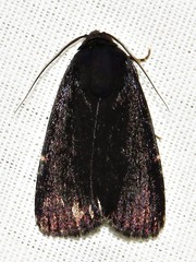 Callyna nigerrima