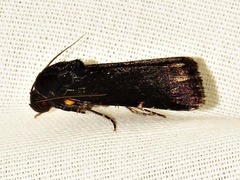 Callyna nigerrima