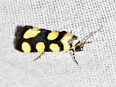 Acontia guttifera guttifera