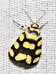 Acontia guttifera guttifera