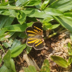 Heterusia