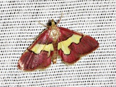 Bostra xanthorhodalis