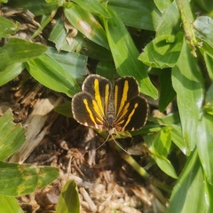 Heterusia