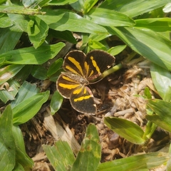 Heterusia