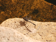 Orthetrum sabina