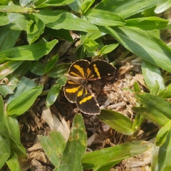 Heterusia