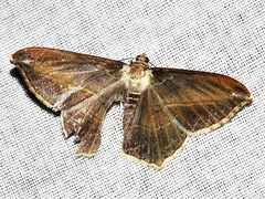 Chiasmia simplicilinea