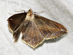 Chiasmia simplicilinea