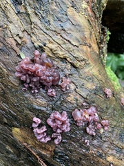 Ascocoryne sarcoides