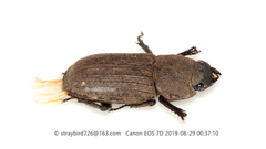 Dorcus