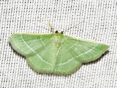 Chlorissa attenuata