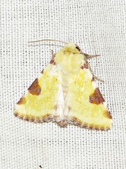 Heliothis flavirufa
