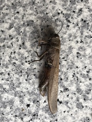 Anacridium aegyptium