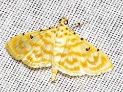 Notarcha quaternalis