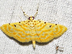 Notarcha quaternalis