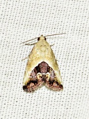 Lithacodia caffristis