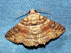 Pericyma atrifusa