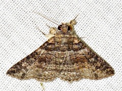 Pericyma atrifusa