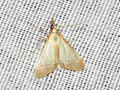 Pseudonoorda rubricostalis