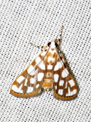 Obtusipalpis pardalis