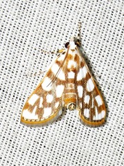 Obtusipalpis pardalis