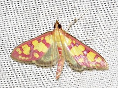 Stenochora lancinalis
