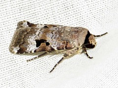 Ariathisa abyssinia