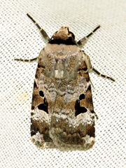 Ariathisa abyssinia