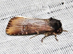 Micragrotis interstriata