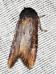 Micragrotis interstriata